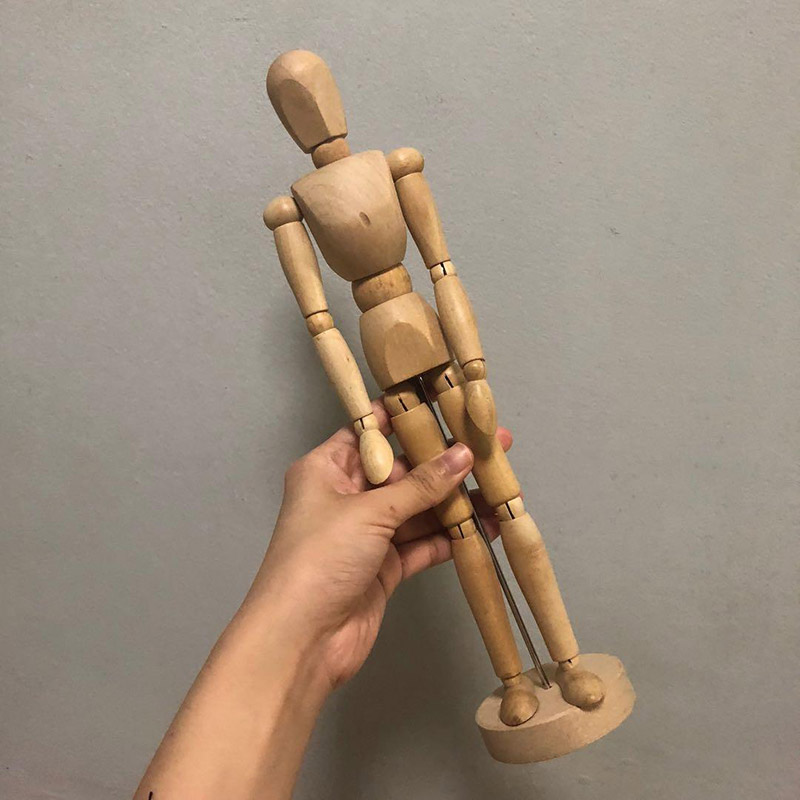 wood anatomy model